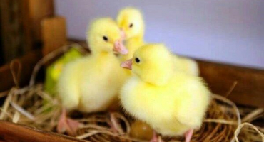 Jak krmit housata od narození?